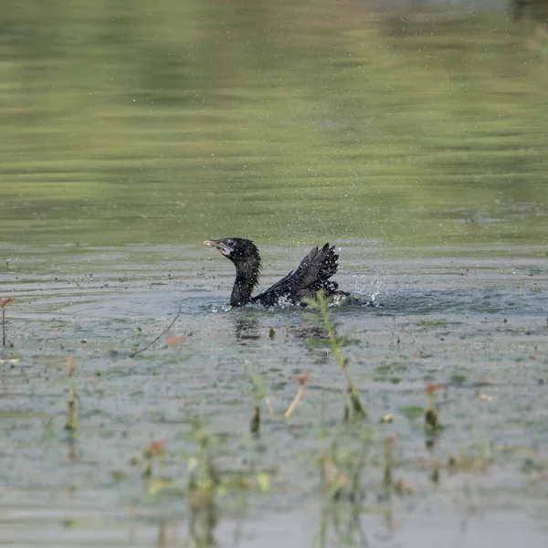 Маленький Баклан Погружается Воду Перед Полетом Султанпурском Птичьем Заповеднике Харьяна — стоковое фото