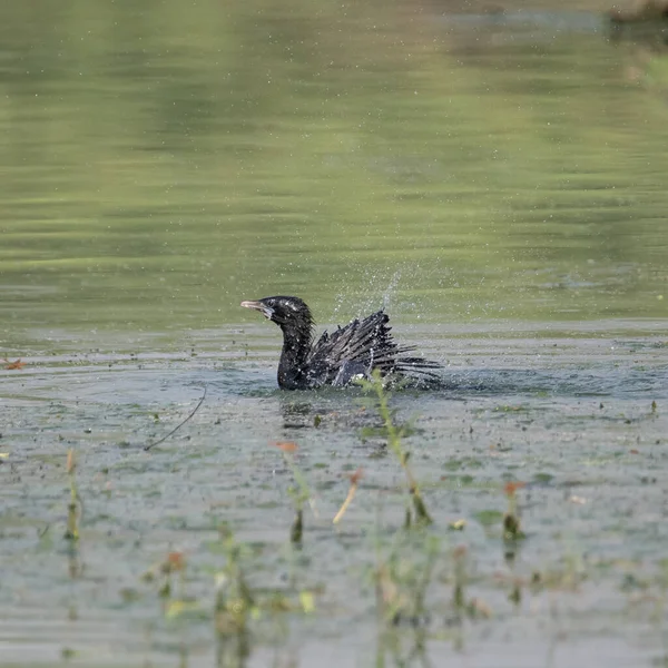 Маленький Баклан Погружается Воду Перед Полетом Султанпурском Птичьем Заповеднике Харьяна — стоковое фото