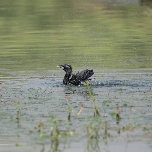 Little Cormorant Having Dip Water Flight Sultanpur Bird Sanctuary Haryana — Zdjęcie stockowe