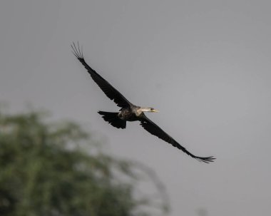 Hintli Darter sultanpur Kuş Sığınağı yakınlarında bir av alanı bulmak için bataklıkta uçuyor, Haryana, Hindistan