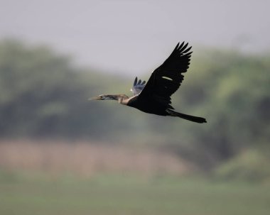 Hintli Darter sultanpur Kuş Sığınağı yakınlarında bir av alanı bulmak için bataklıkta uçuyor, Haryana, Hindistan