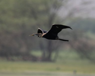 Hintli Darter sultanpur Kuş Sığınağı yakınlarında bir av alanı bulmak için bataklıkta uçuyor, Haryana, Hindistan