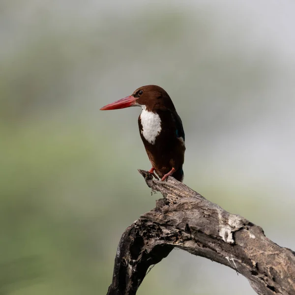 White Throated Kingfisher Сидящий Ветке Дерева Святилище Султанпур Берд Харьяна — стоковое фото