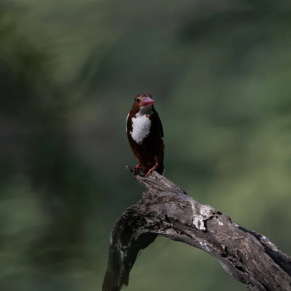 Kingfisher Gorge Blanche Assis Sur Une Branche Arbre Sultanpur Bird — Photo