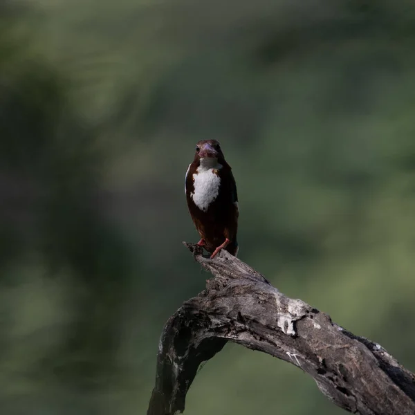 インド ハリヤナ州のスルタンプール鳥保護区の木の枝に座っているホワイトスロートキングフィッシャー — ストック写真