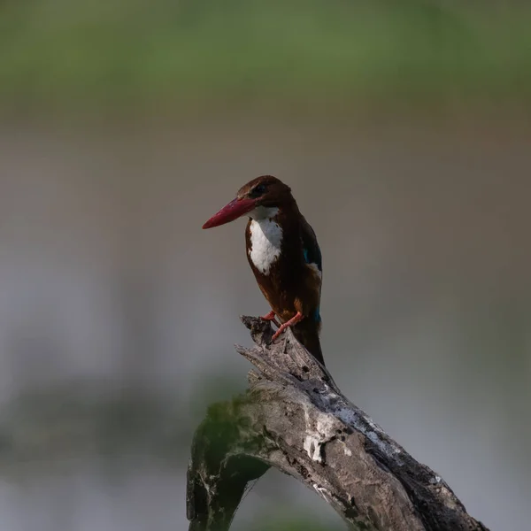 White Throated Kingfisher Zittend Een Boomtak Bij Sultanpur Bird Sanctuary — Stockfoto