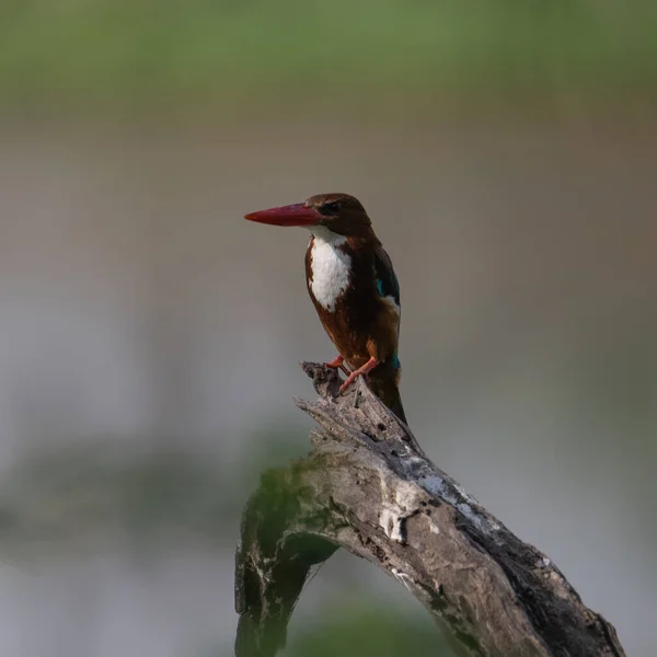 White Throated Kingfisher Zittend Een Boomtak Bij Sultanpur Bird Sanctuary — Stockfoto