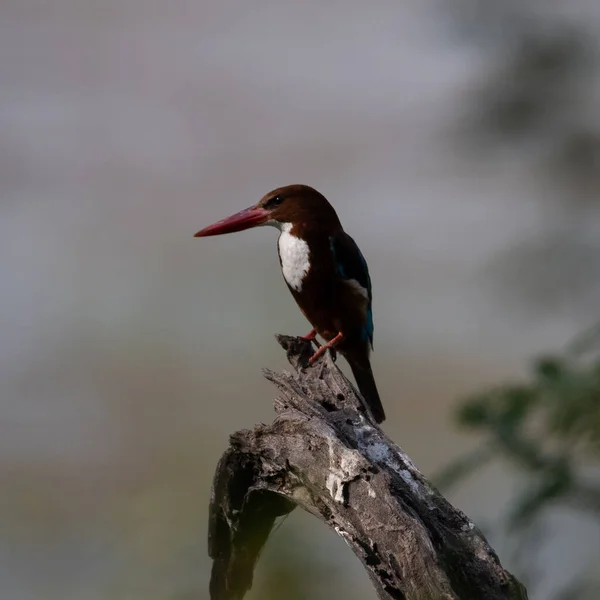 Beyaz Boğazlı Kingfisher Sultanpur Kuş Sığınağı Nda Bir Ağaç Dalında — Stok fotoğraf