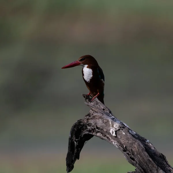 White Throated Kingfisher Siedzi Gałęzi Drzewa Sultanpur Bird Sanctuary Haryana — Zdjęcie stockowe