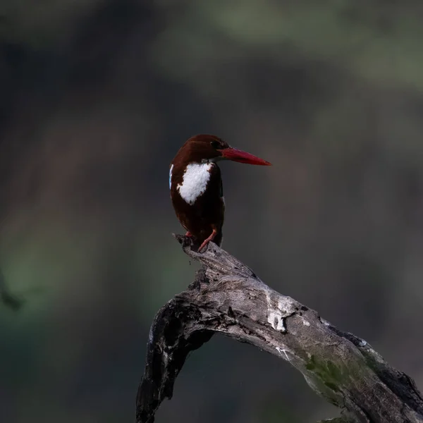 White Throated Kingfisher Сидящий Ветке Дерева Святилище Султанпур Берд Харьяна — стоковое фото