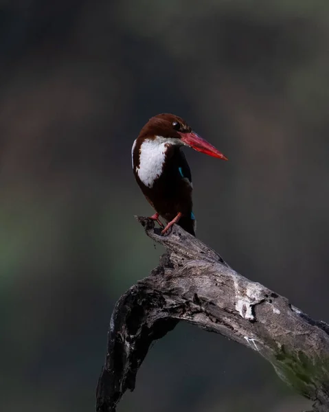 Kingfisher Gorge Blanche Assis Sur Une Branche Arbre Sultanpur Bird — Photo
