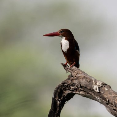 Beyaz Boğazlı Kingfisher Sultanpur Kuş Sığınağı 'nda bir ağaç dalında oturuyor, Haryana, Hindistan