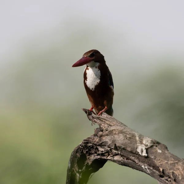 White Throated Kingfisher Сидящий Ветке Дерева Святилище Султанпур Берд Харьяна — стоковое фото
