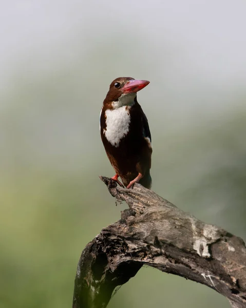 Kingfisher Gorge Blanche Assis Sur Une Branche Arbre Sultanpur Bird — Photo
