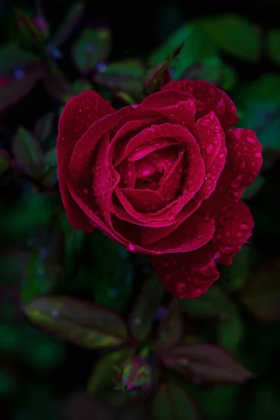 Fermer Rose Rouge Avec Gouttes Pluie — Photo