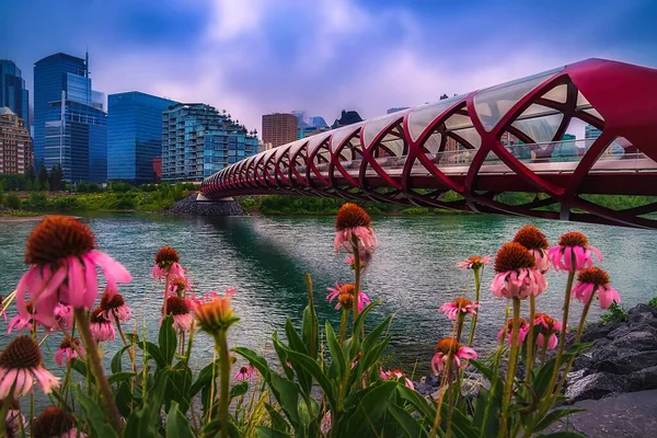 Flowers Blooming Peace Bridge — Stock Photo, Image
