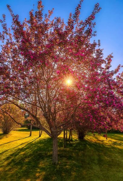 Calgary Parkı Ndaki Pembe Çiçekli Ağacın Çinden Parlayan Güneş — Stok fotoğraf