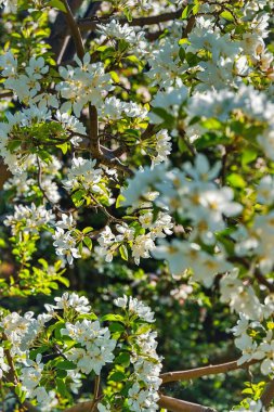 Calgary Park 'ta Günışığı Beyaz Bahar Çiçekleri