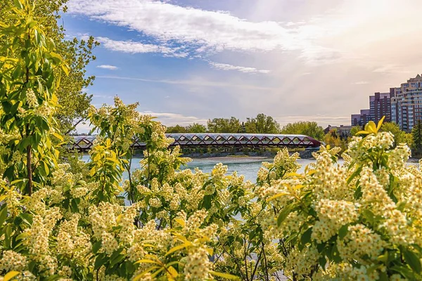 Springtime Flowers Blooming Peace Bridge — Stock Photo, Image