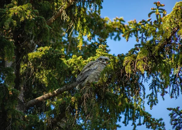 Owl Hanging Out Park Tree Calgary — Stock Photo, Image