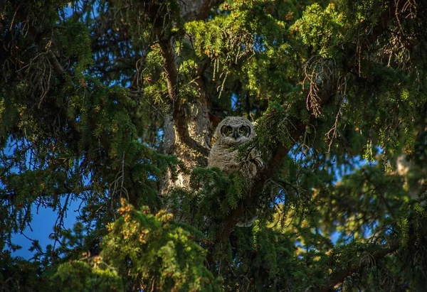 Owl Looking Park Tree Calgary — Foto de Stock