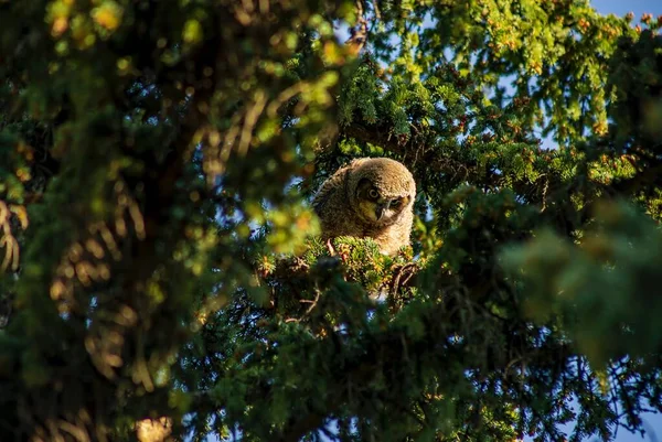 Sunlit Owl Perched High Park Tree — Stock Photo, Image
