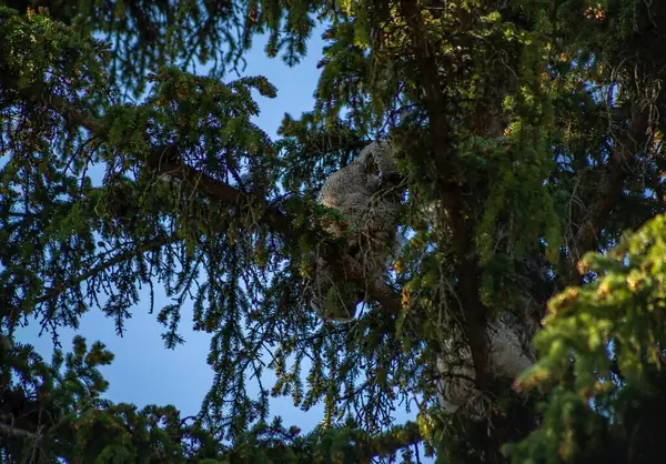 Owl Perched High Tree — стоковое фото