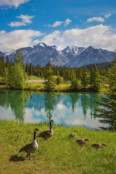 Beautiful Shot Mountain Lake Summer Canadian Geese — Zdjęcie stockowe