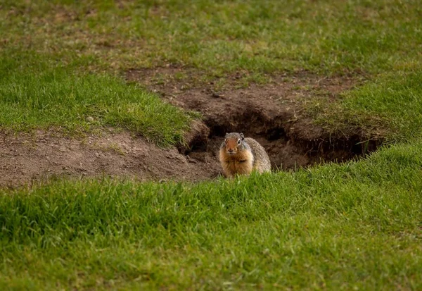Lone Squirrel Hanging Out In A Park Hole