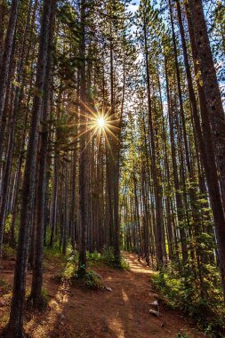 Ağaçların Arasında Güneş Işığı