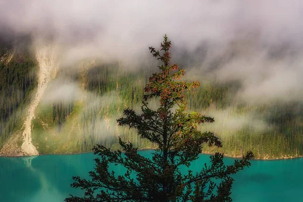 Niebla Que Cubre Árboles Lago — Foto de Stock