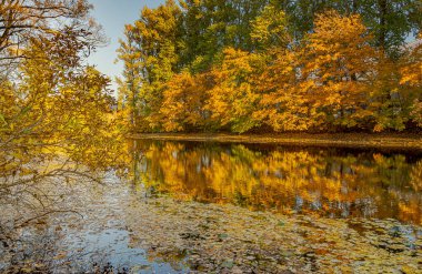 Ekim ayının başında St. Petersburg 'daki Yekateringof Park' ta altın sonbahar. 