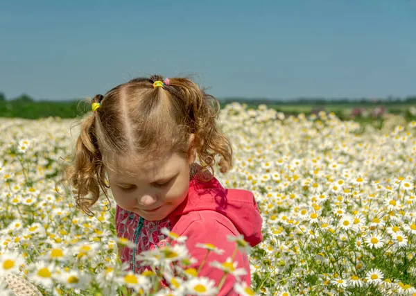 Çiçekli papatyalarla koca bir tarlada yürüyen bir kız.. 