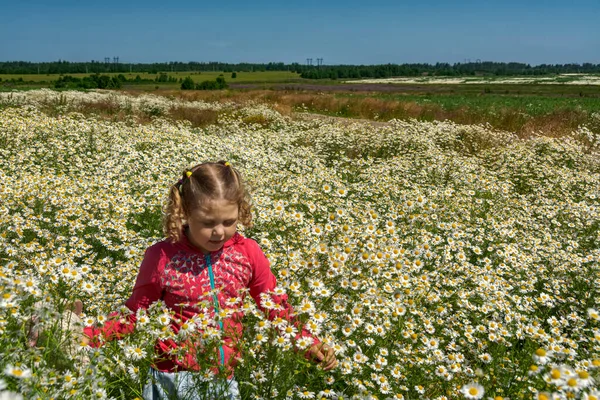 Çiçekli papatyalarla koca bir tarlada yürüyen bir kız.. 