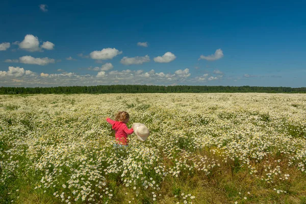 Çiçekli papatyalarla koca bir tarlada yürüyen bir kız.. 