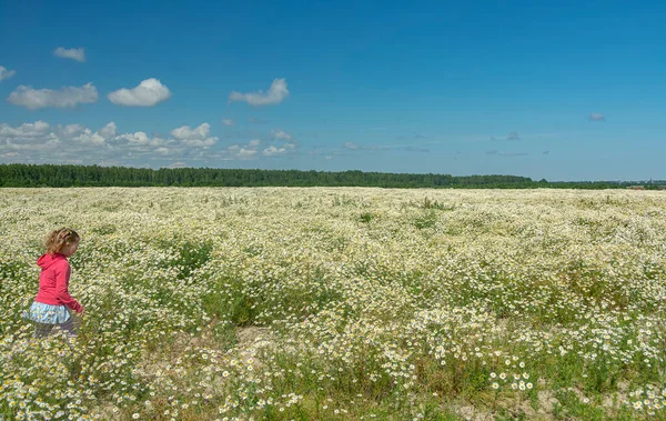 Çiçekli papatyalarla koca bir tarlada yürüyen bir kız.. 