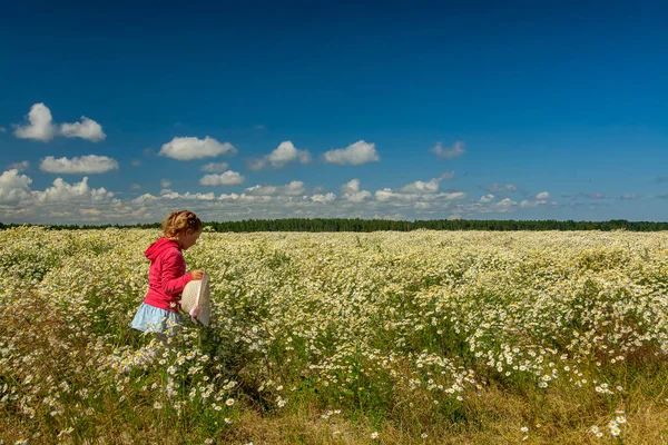 Çiçekli papatyalarla koca bir tarlada yürüyen bir kız.. 