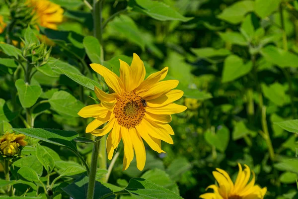 해바라기는 태양쪽을 바라보는 놀라운 꽃입니다 이를위하여 태양의 동반자 태양이라 칭한다 — 스톡 사진