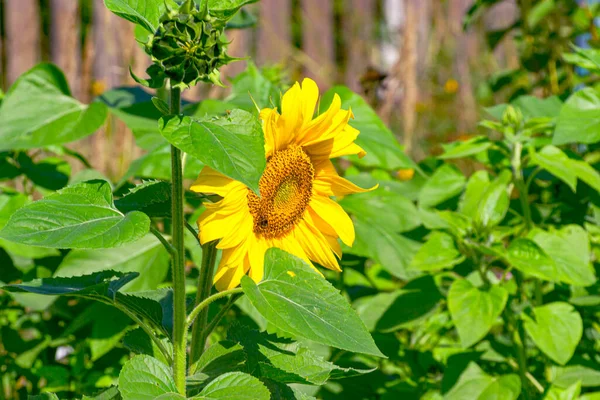 The sunflower is an amazing flower that always looks towards the sun. For this he is called the \