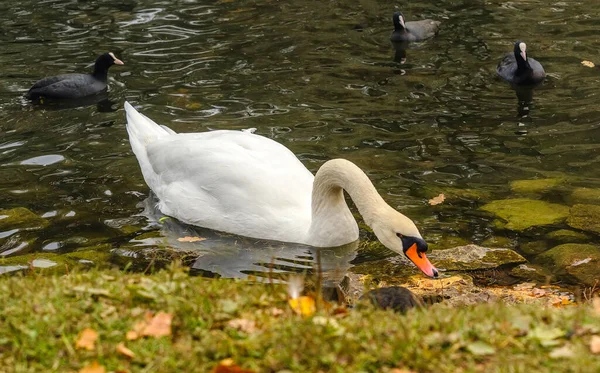 Cisnes Brancos Nadando Água Macia Parque Uma Lagoa Cidade Gatchina — Fotografia de Stock