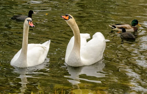 White Swans Swimming Soft Water Park Pond City Gatchina Leningrad Stock Photo