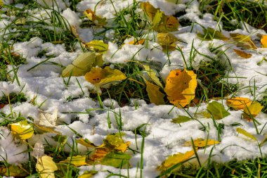 Taze kara düşmüş bir kavak ağacının parlak sarı yaprakları. 