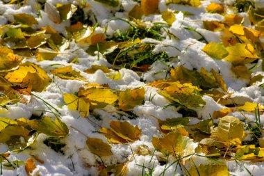 Taze kara düşmüş bir kavak ağacının parlak sarı yaprakları. 