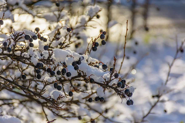 První Sníh Který Pokrýval Keře Dekorativního Černě Ovocného Chalupníka Náměstích — Stock fotografie