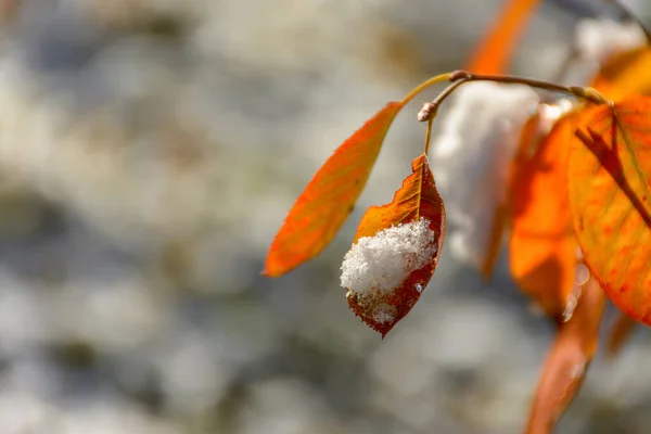 Feuilles Orange Vif Myrtille Sur Une Branche Dans Neige — Photo