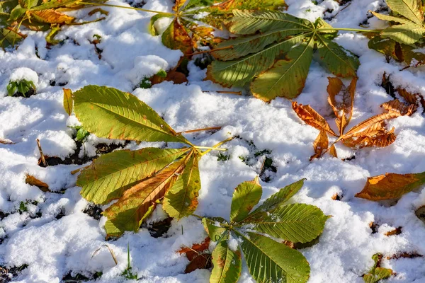 Φθινοπωρινά Φύλλα Κάστανου Πέφτουν Στο Φρέσκο Χιόνι — Φωτογραφία Αρχείου