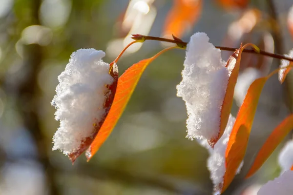 Ярко Оранжевые Листья Черники Ветке Снегу — стоковое фото