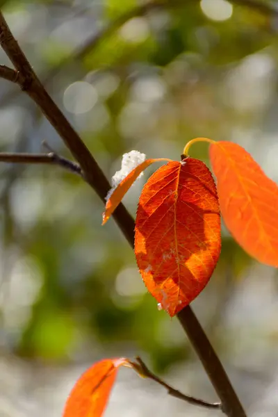 Hojas Chokeberry Naranja Brillante Una Rama Nieve — Foto de Stock