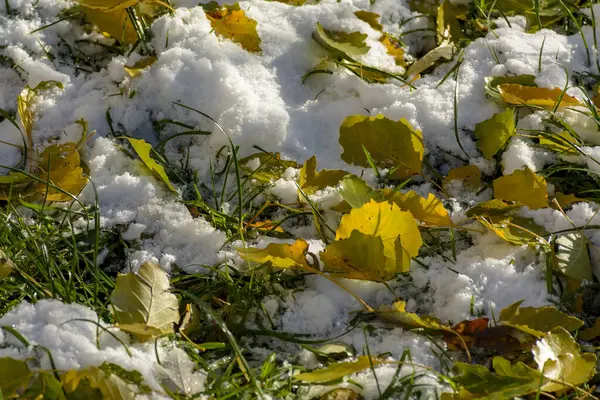 Leuchtend Gelbe Blätter Einer Espe Die Auf Neuschnee Gefallen Sind — Stockfoto