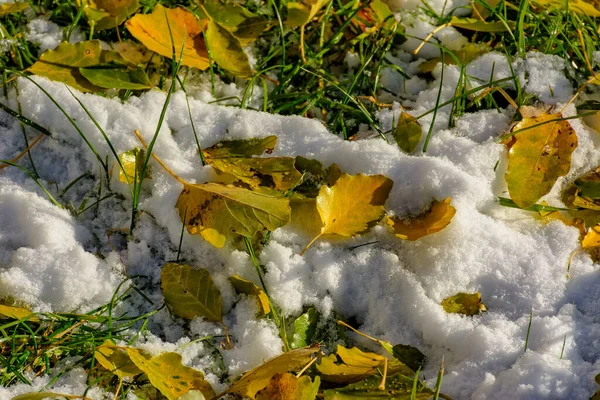 Las Hojas Brillantes Amarillas Del Álamo Caído Sobre Nieve Fresca — Foto de Stock